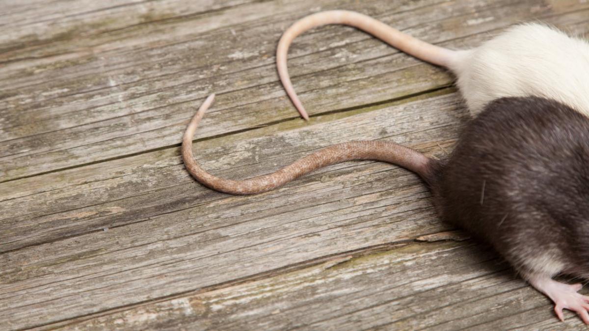 Sådan kender du forskel på mus og rotter Samvirke